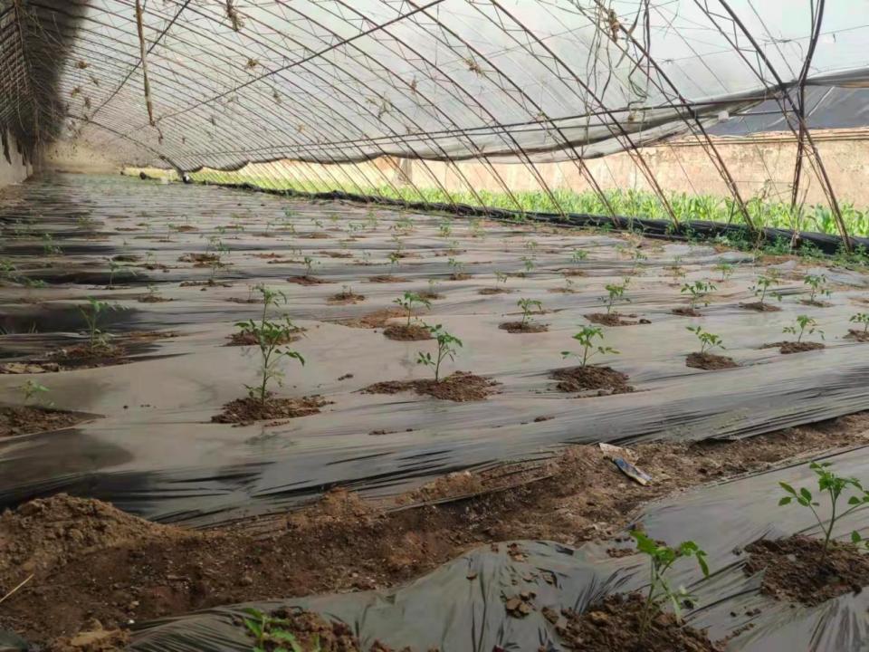 北京黄瓜最新价格,探寻绿色蔬菜市场动态