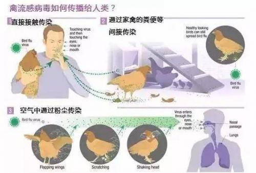 全球共同应对流感威胁，守护健康防线，最新消息与进展