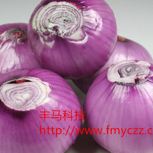 揭秘洋葱最新价格背后的市场波动故事