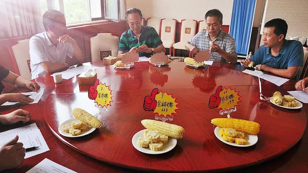 张家口玉米最新价格揭秘，丰收季节下的产业繁荣脉络探寻