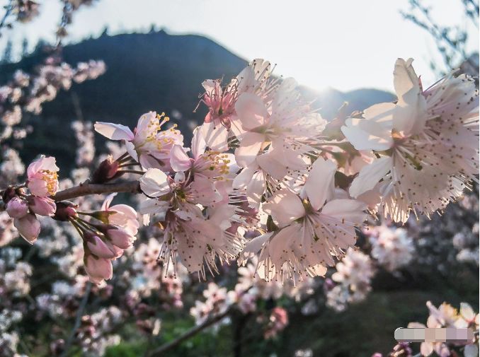 春暖花开，探索美好新境地之未知地址揭秘