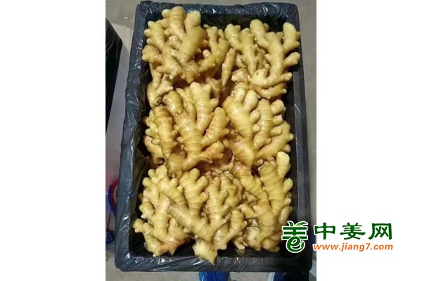 山东生姜最新价格行情揭秘，市场波动背后的故事探究